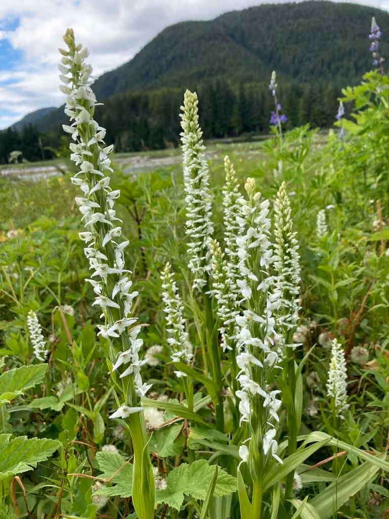 Boreal bog orchid