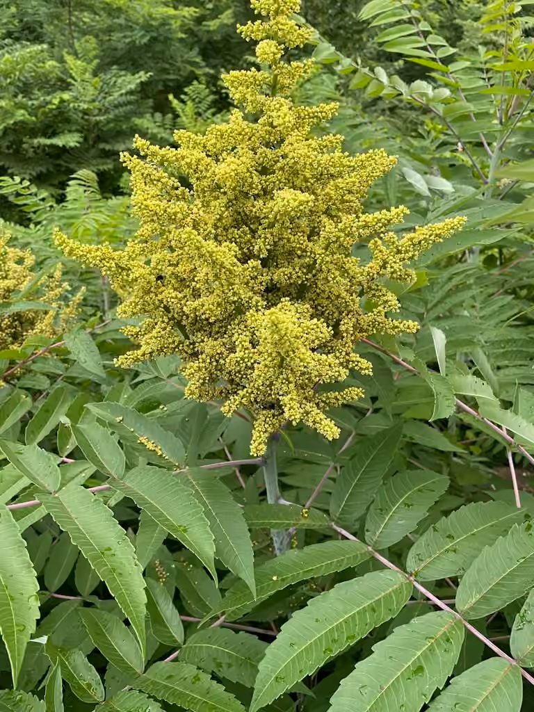 Sumac glabre, En fleurs