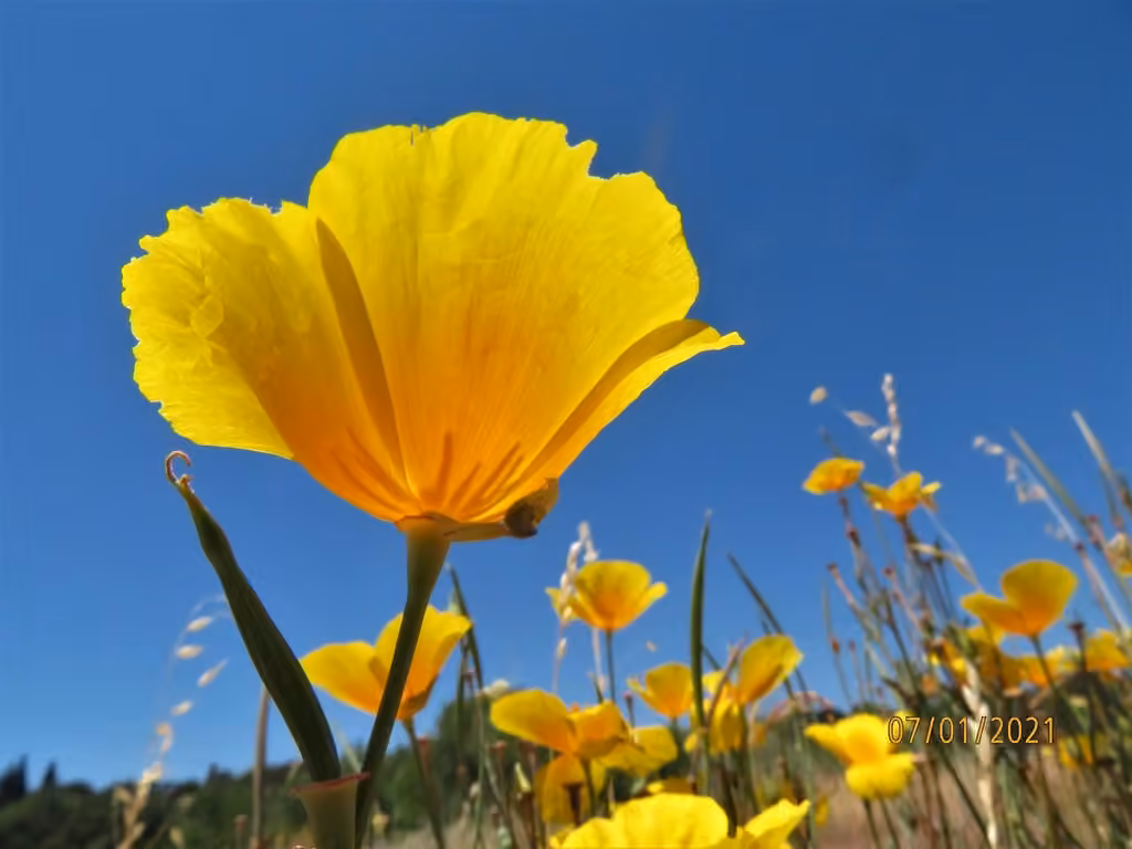 Eschscholzie de Californie, En fruits