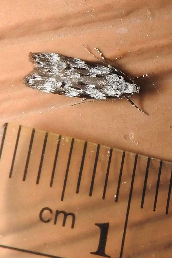Carpatolechia belangerella, Adulte