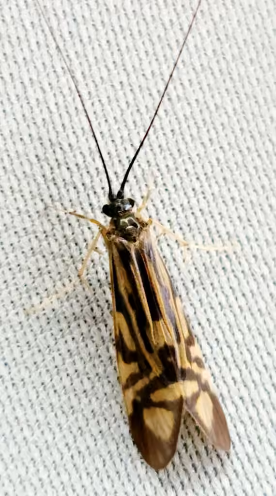 Hydropsyché zébrée, photo 3 sur 5