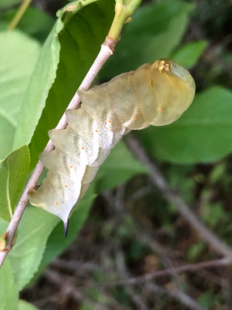 Sphinx de l'Alisier, Chenille