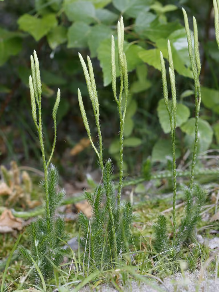 Running clubmoss, photo 2 of 5