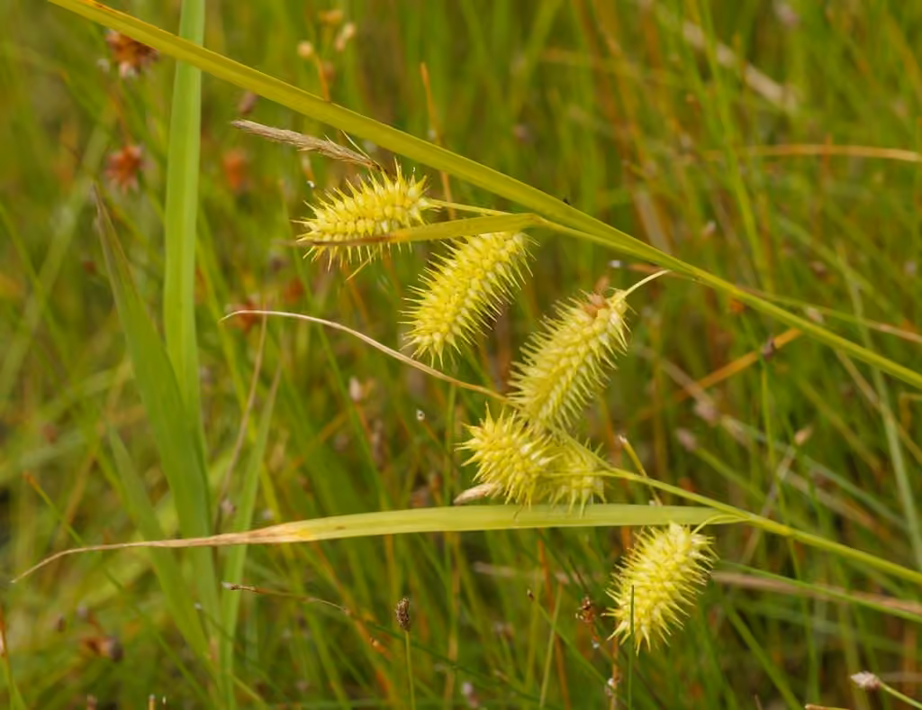 Bottlebrush sedge, photo 1 of 5