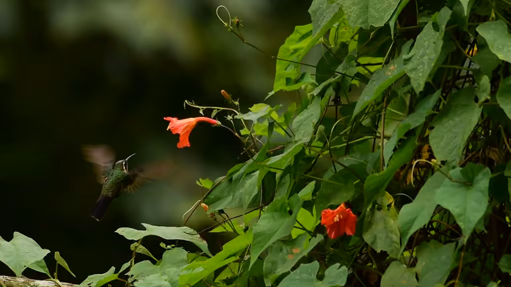 Colibri à gorge améthyste, Femelle