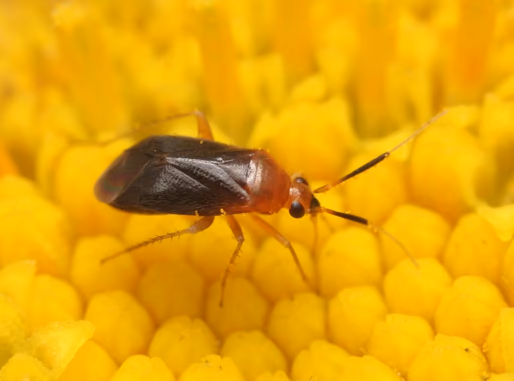 Rhinocapsus rubricans