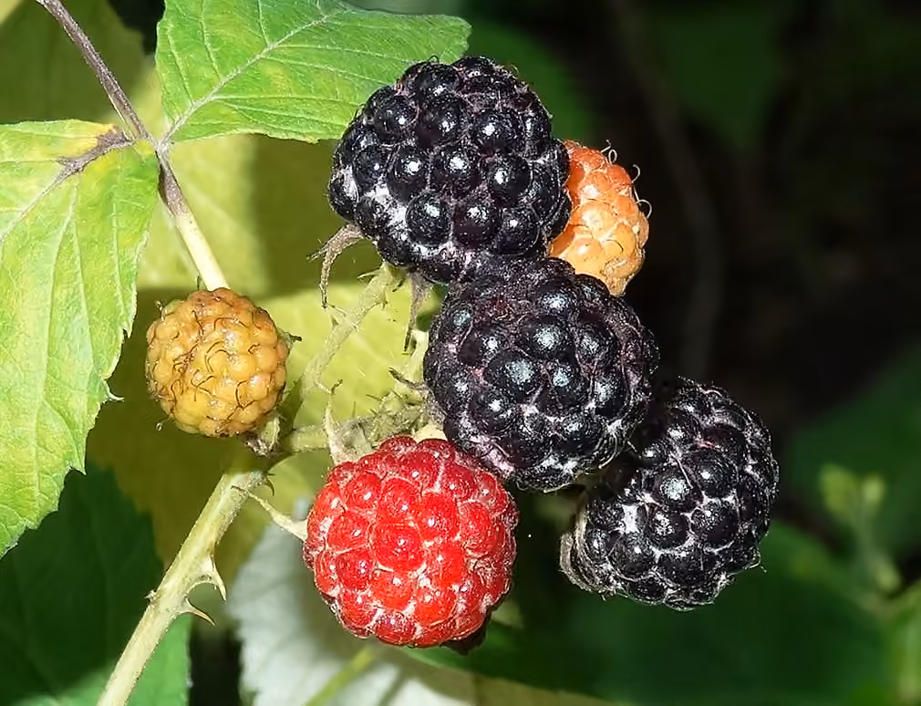 Framboisier noir, photo 1 sur 5