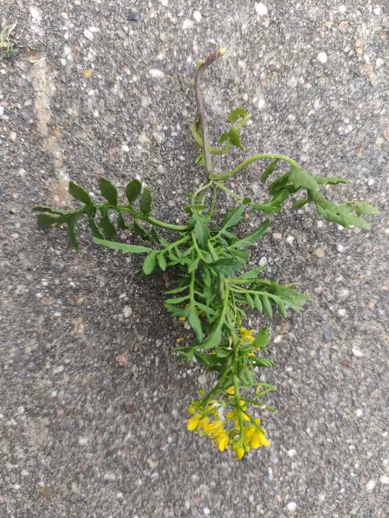 Creeping yellowcress, In flower