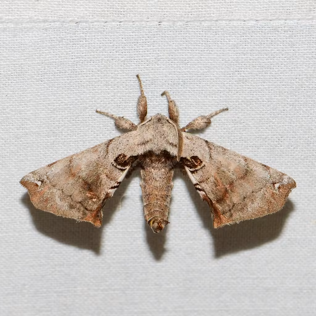 Spotted Apatelodes Moth, photo 1 sur 5