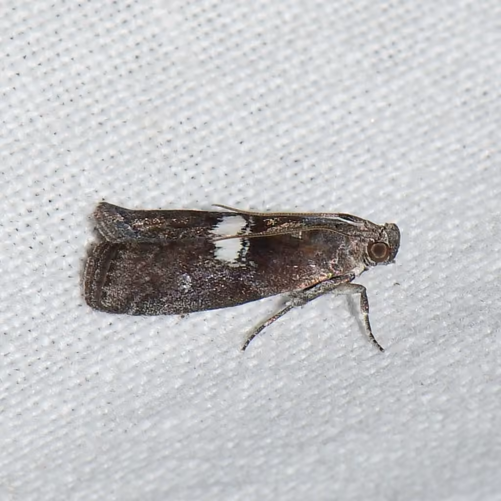 Engel's Salebriaria Moth, photo 2 of 5