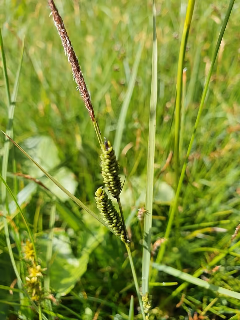 Carex noir, En fruits
