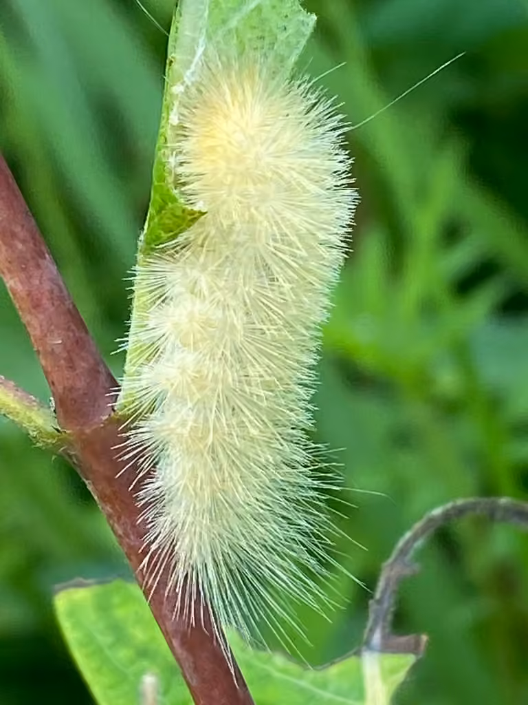 Oregon Cycnia Moth, Caterpillar