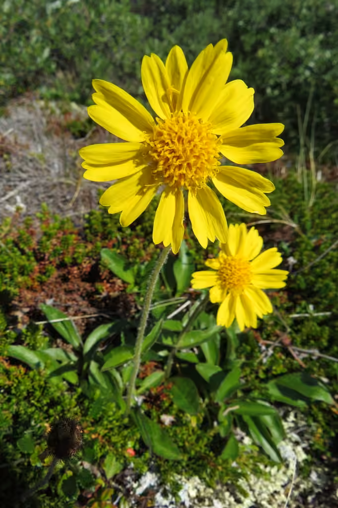 Snow arnica