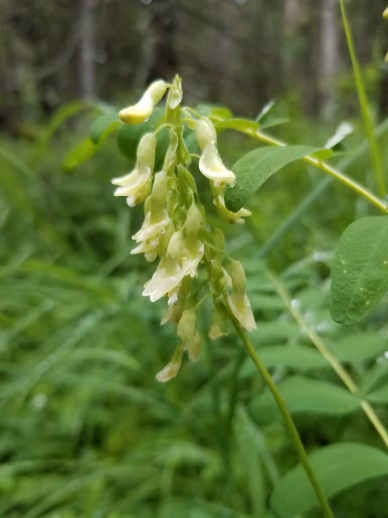 Astragale d'Amérique, En fleurs