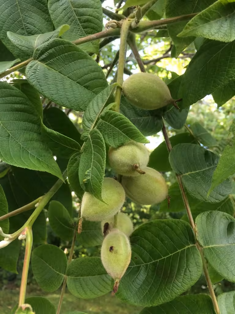 Noyer cendré, En fruits