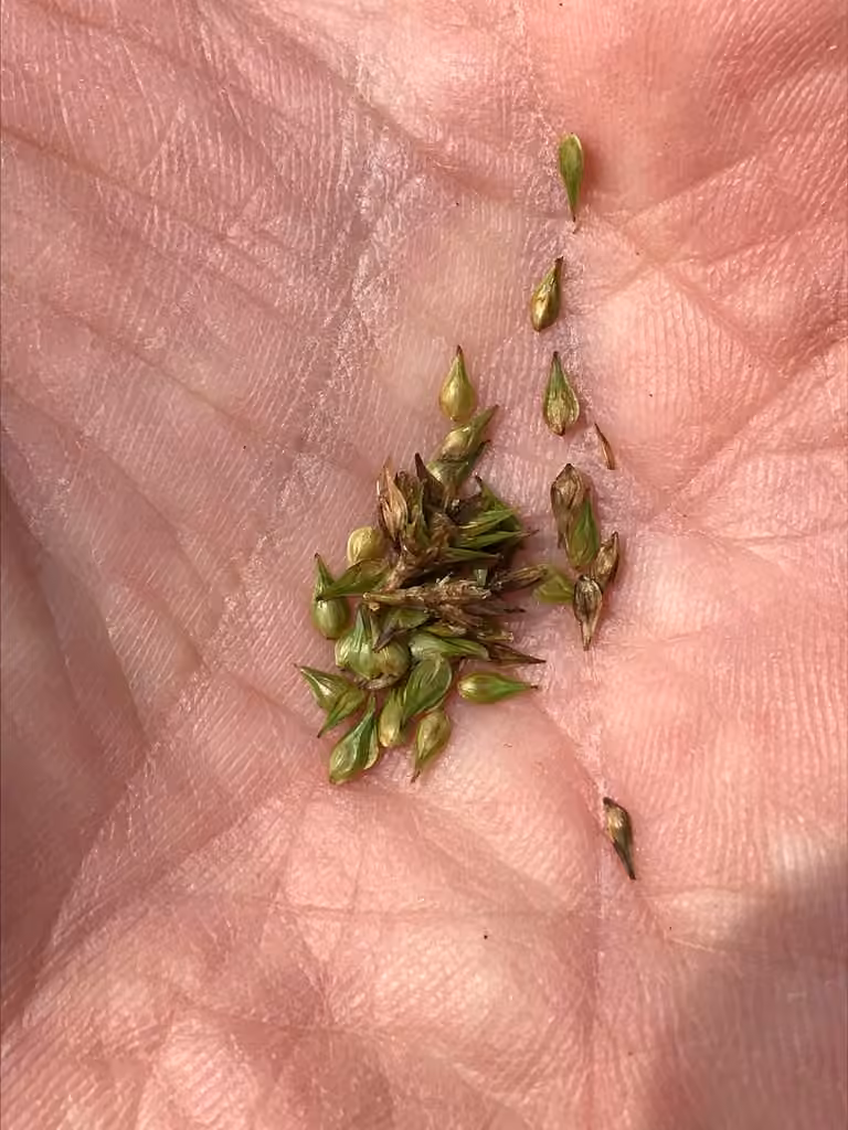 Carex normal, En fleurs