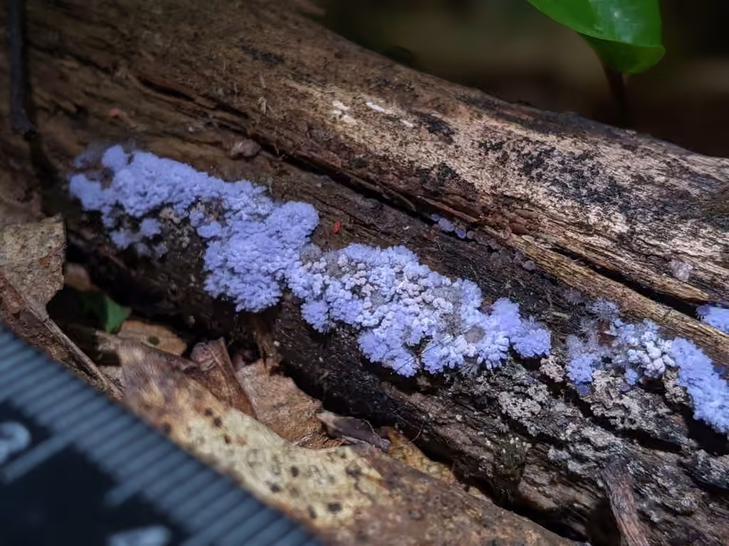 Chromelosporiopsis coerulescens, photo 2 sur 5