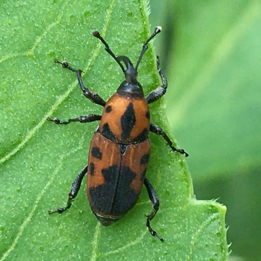 Cocklebur Weevil, photo 2 of 5