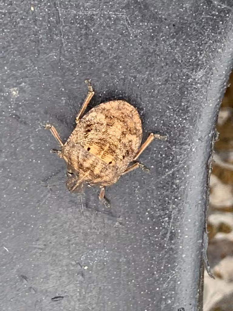 shield-backed pine seed bug, Adult