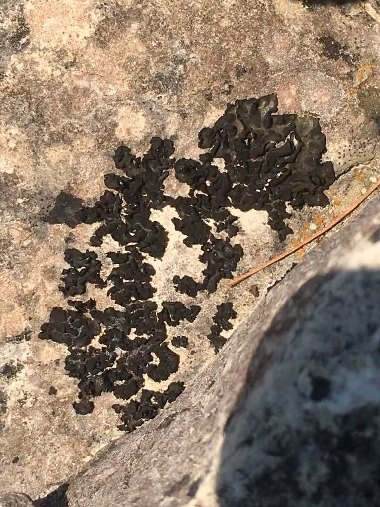 Jelly Flakes Lichen, photo 3 of 5