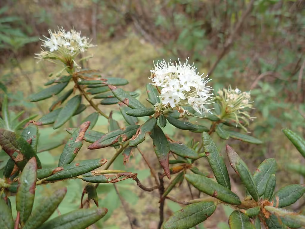 Thé du Labrador, En fleurs