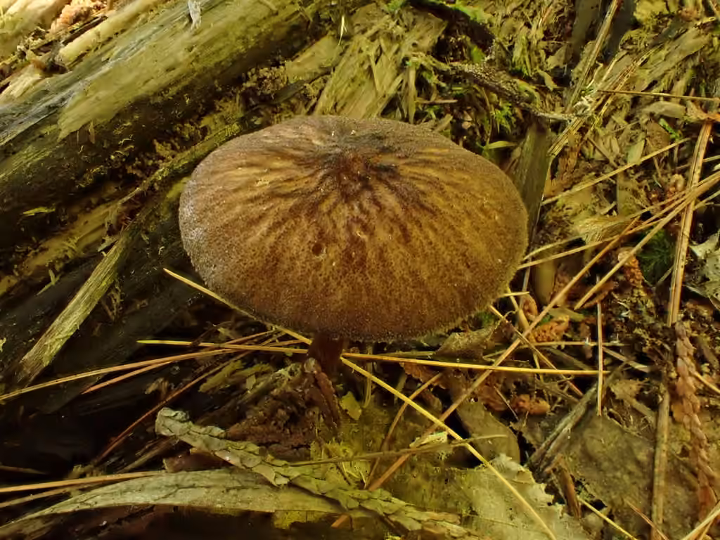 Plutée granuleux, photo 2 sur 5