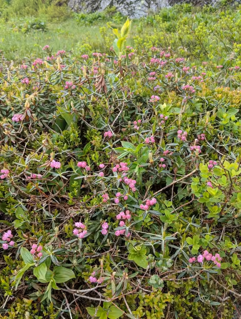 Swamp laurel, In flower