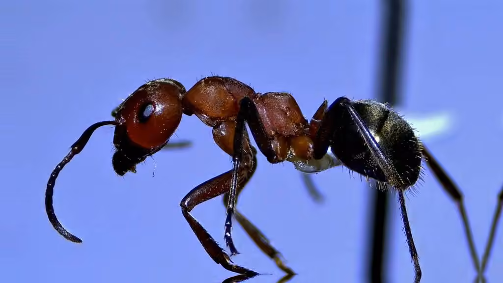 Ruddy Slave-making Ant, Adult female
