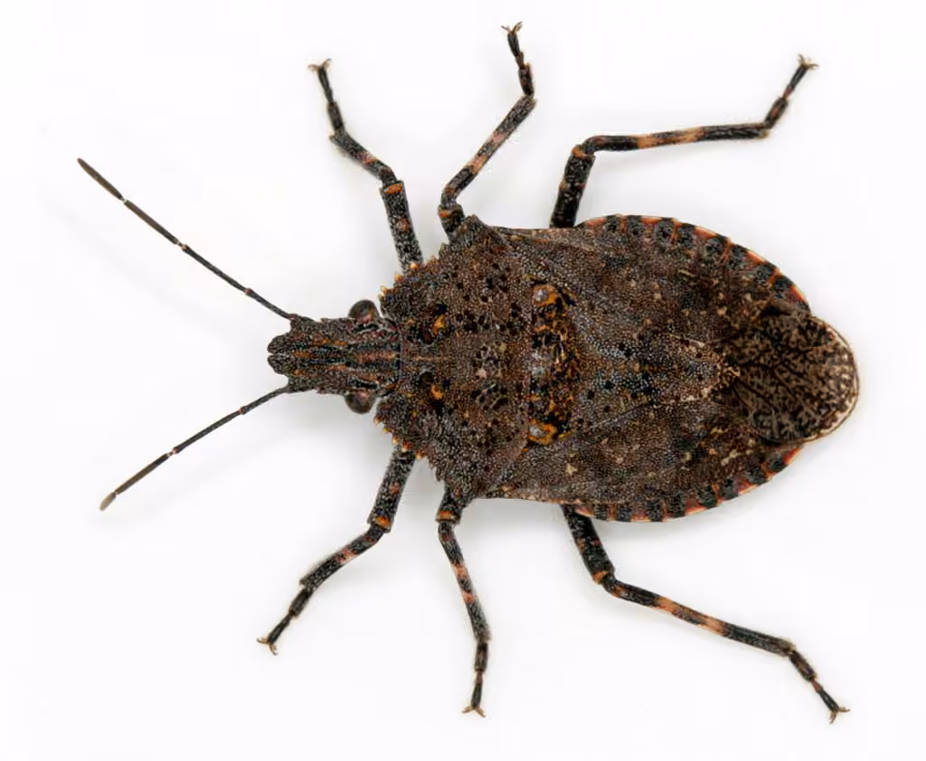 Four-humped Stink Bug, photo 1 of 5