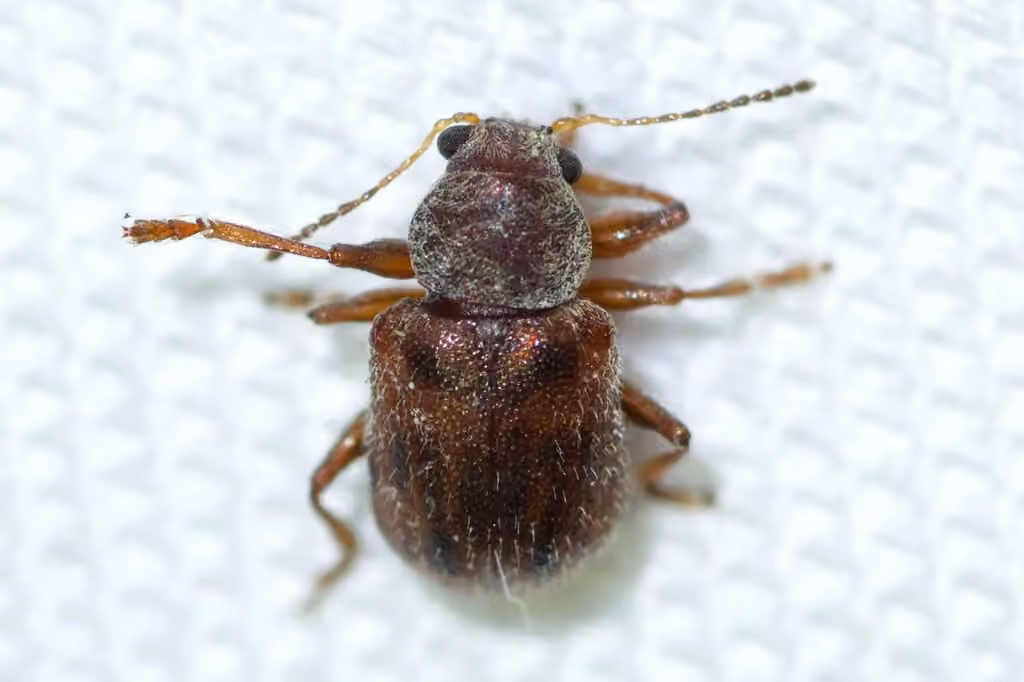 Chrysomèle à dix points, photo 2 sur 5