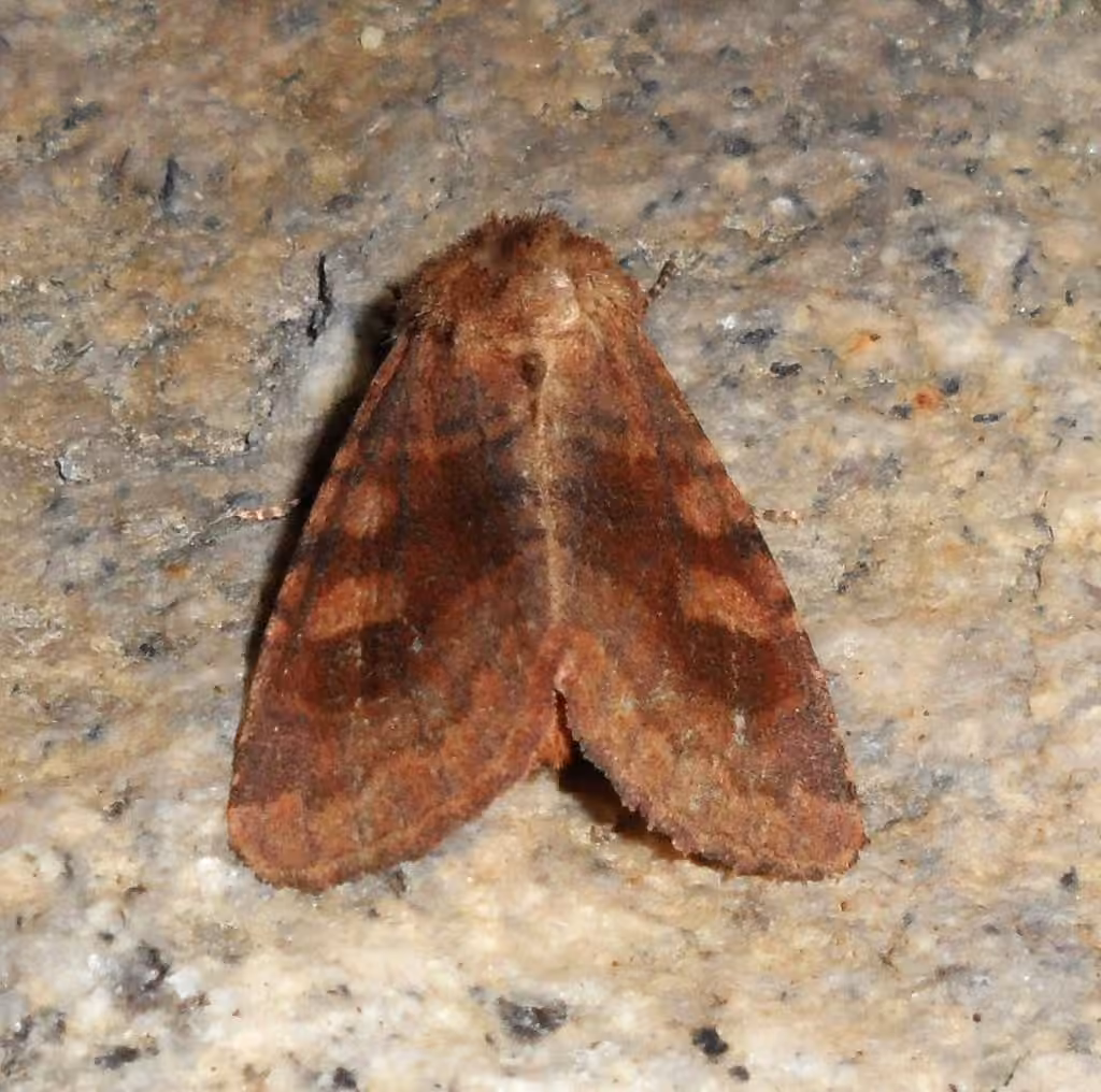 Bronzed Cutworm Moth, photo 1 of 5