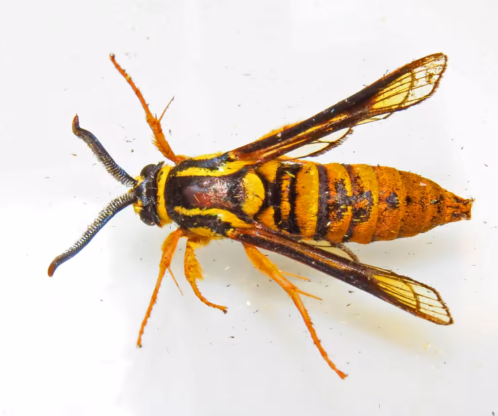 Red Oak Clearwing Moth, photo 1 sur 5