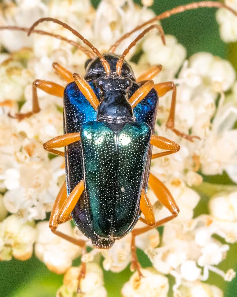 Cyan long-horned beetle, Adult