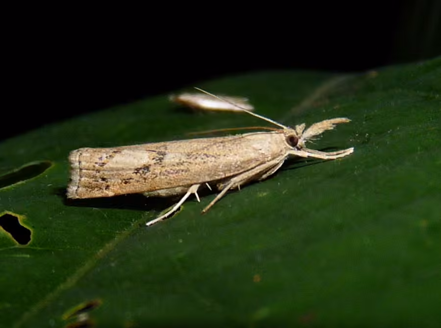 Crambine Snout Moth, Adult