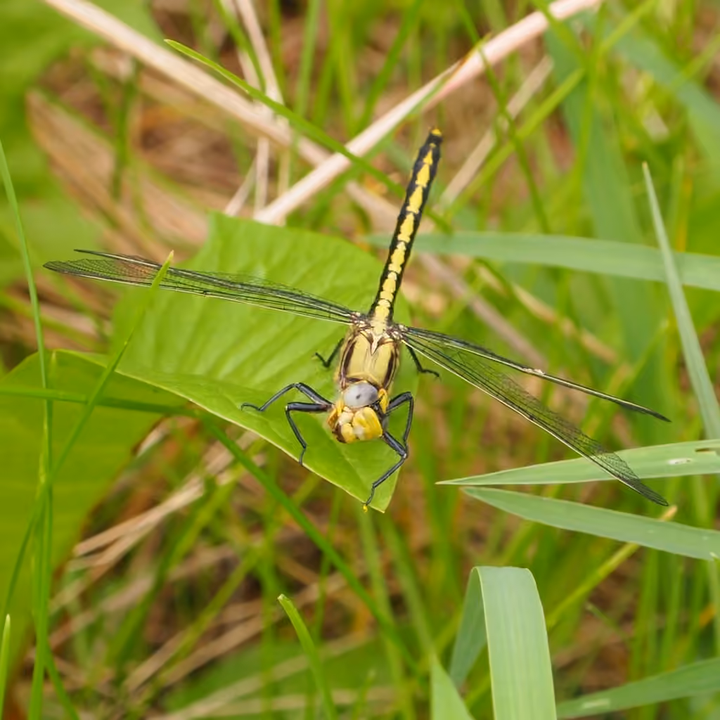 Horned Clubtail
