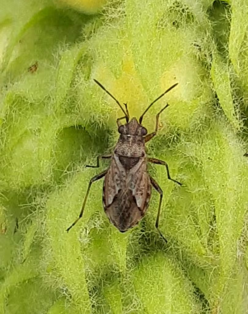 Wolff's groundbug, photo 3 of 5