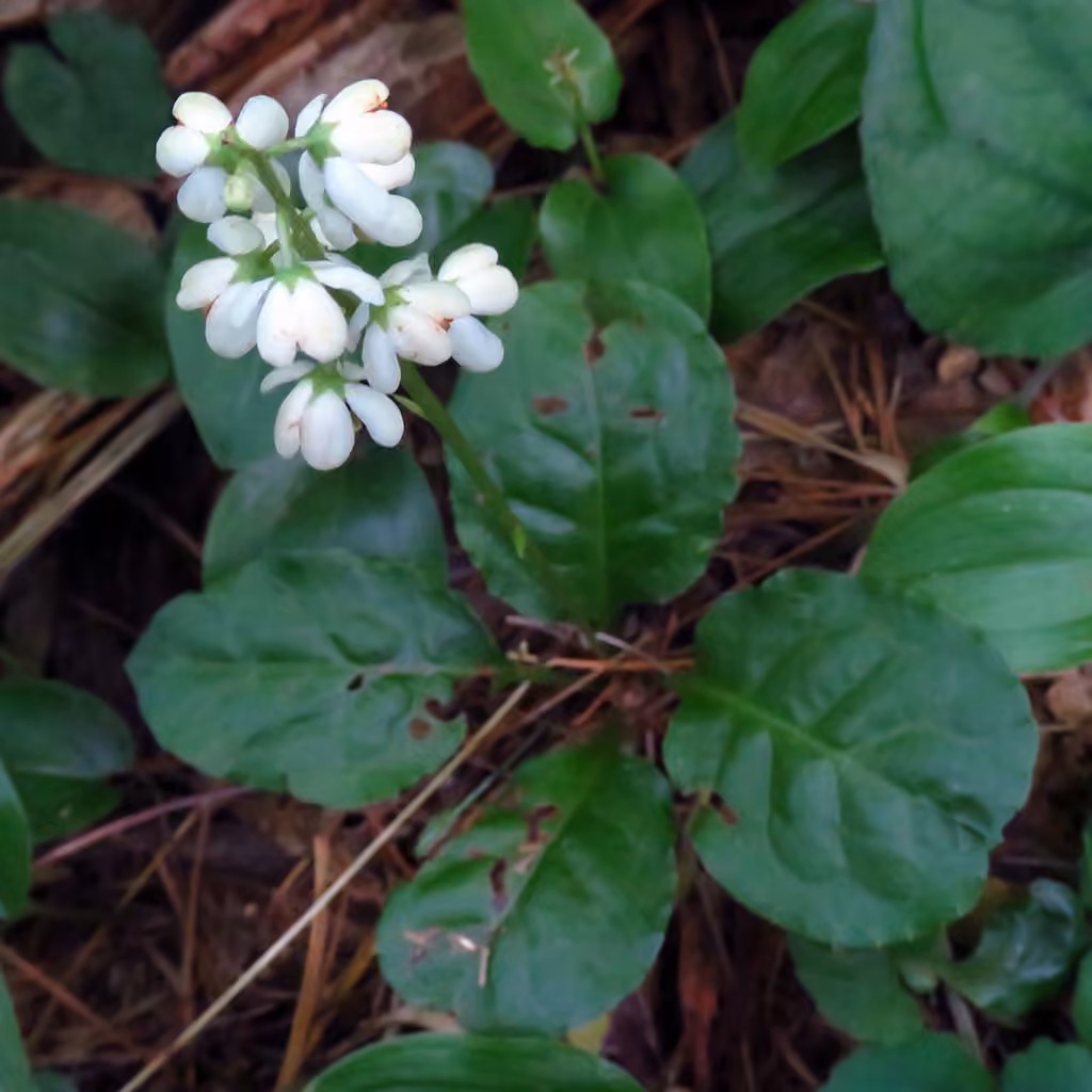 Elliptic shineleaf, In flower