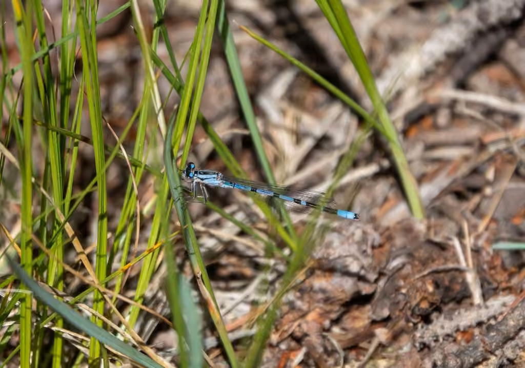 Agrion Porte-coupes, Mâle