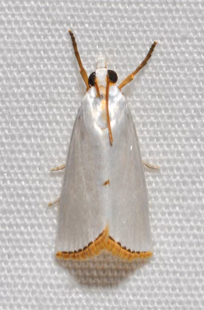 Snowy Urola Moth, photo 1 of 5