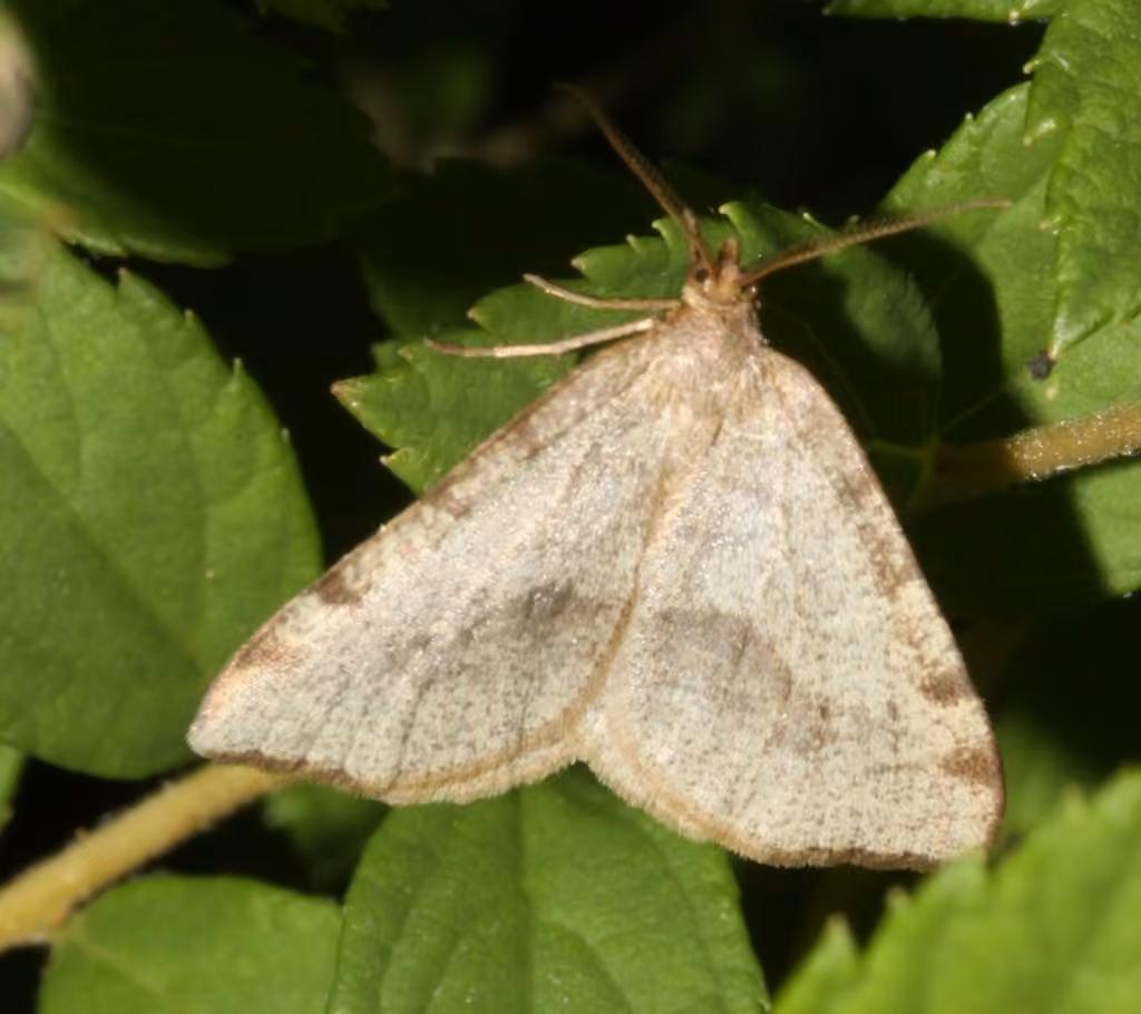 Drab Angle, Adulte