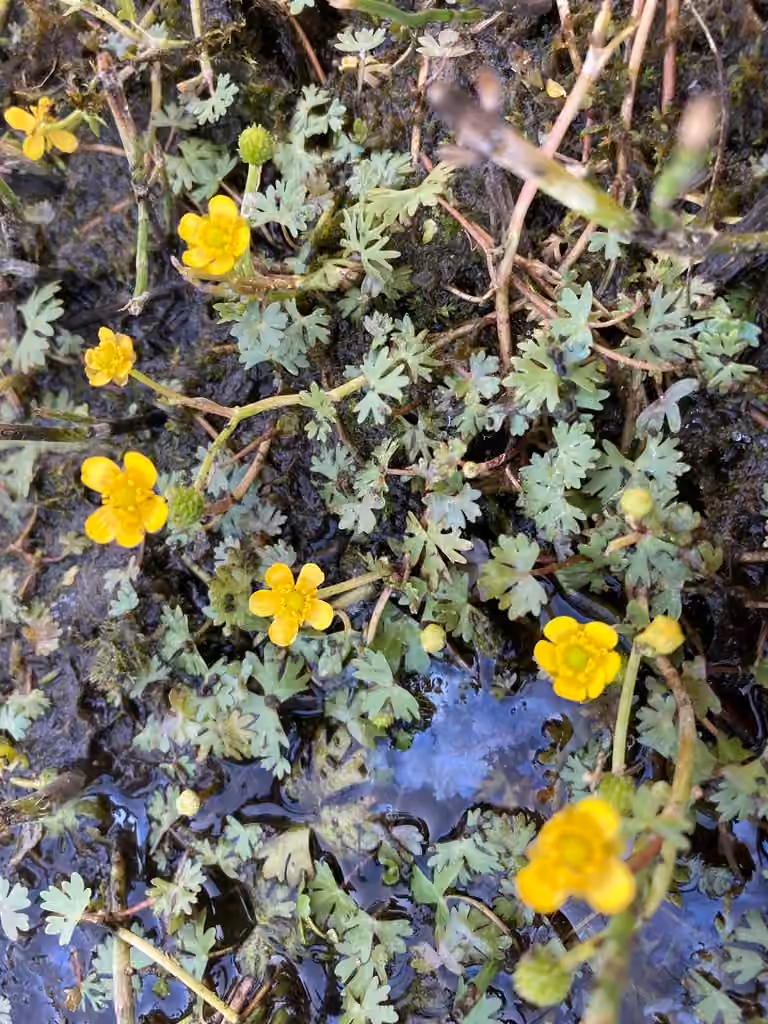 Renoncule de Gmelin, En fleurs