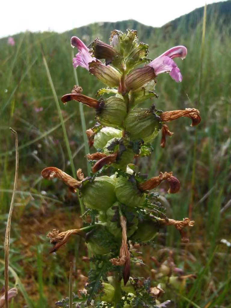 European purple lousewort, In fruit