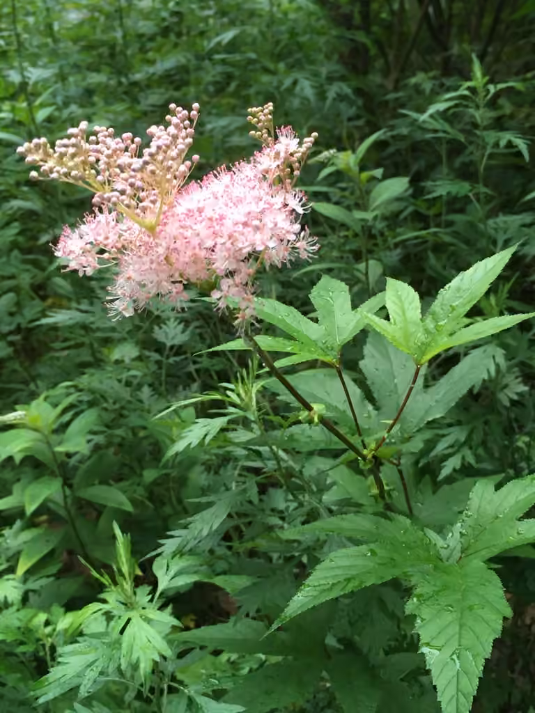Queen of the prairie, In flower