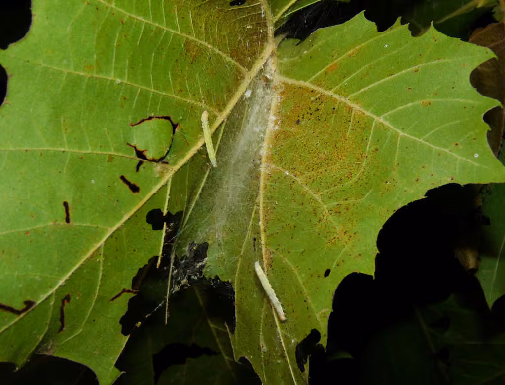 Sycamore Webworm Moth, photo 3 of 5