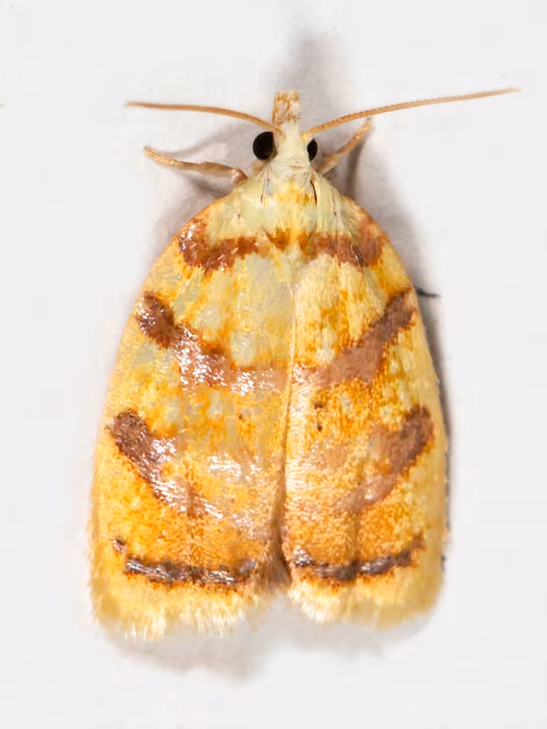Red-edged Acleris Moth, Adulte