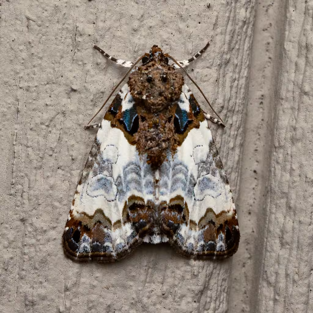 Tufted Bird-dropping Moth