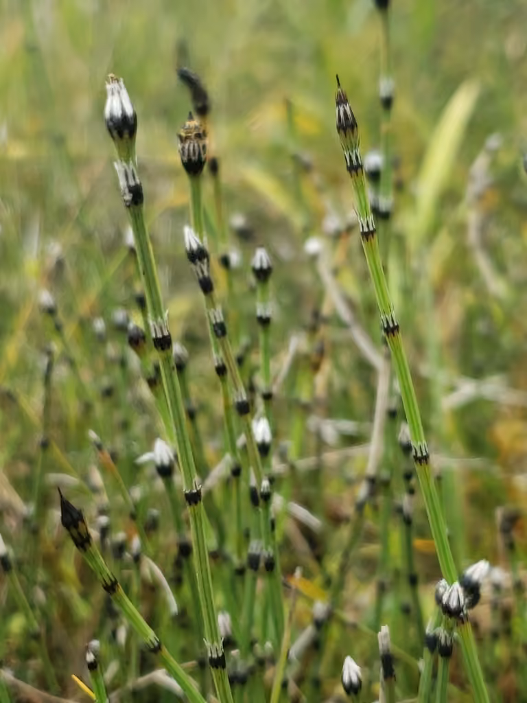 Variegated horsetail, photo 1 of 5
