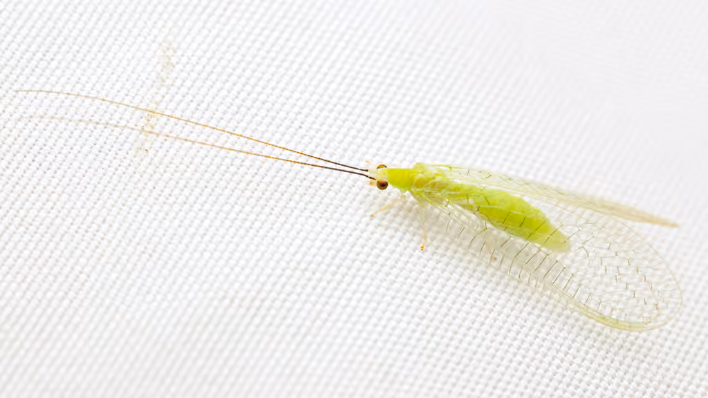 Chrysope à antennes rayées, Adulte