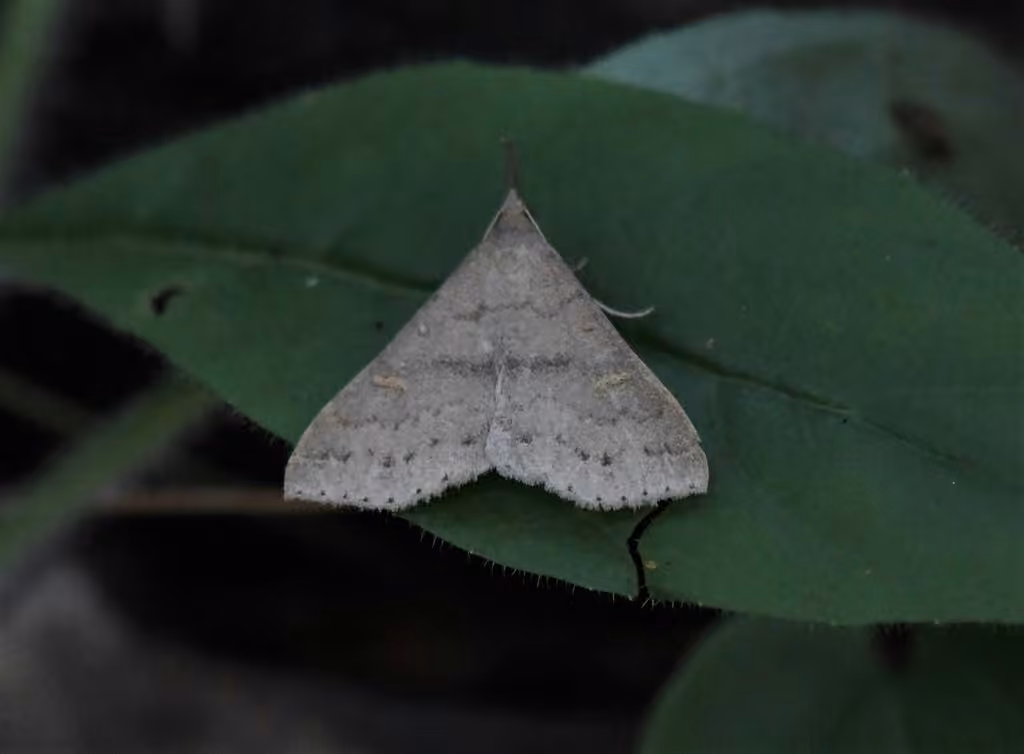 Speckled Renia Moth, Adulte