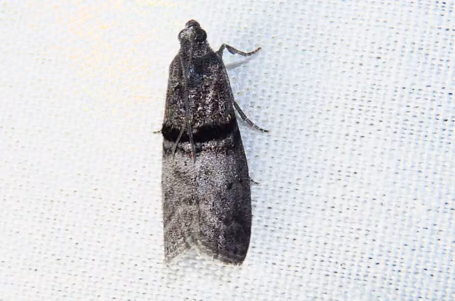 Black-banded Immyrla Moth, Adulte